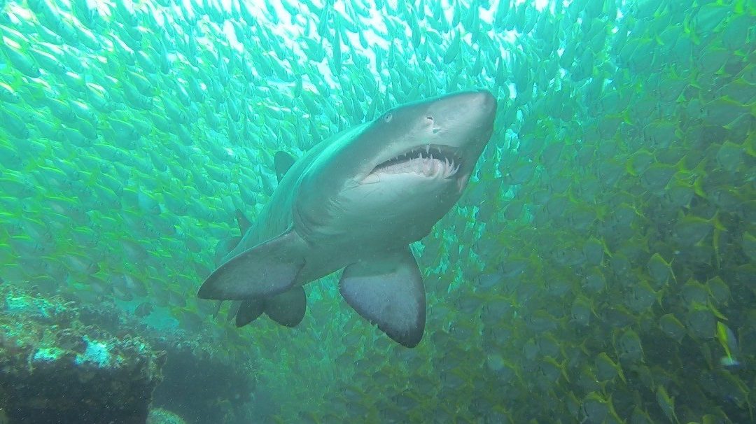 Apartments – Grey Nurse Shark Dive